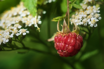 Berry / ***