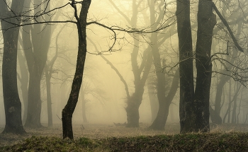 Nebel zerstreut / ***