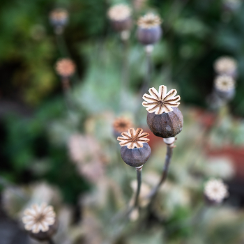 Mohn / ***