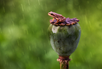 Und die regen kommt ... / -------