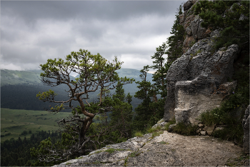 Kiefer-Baum / ***
