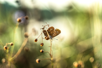 Über ein Schmetterling / ***