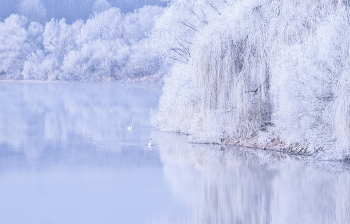 Schwanensee / ***