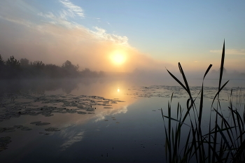 Sommermorgen. / ***