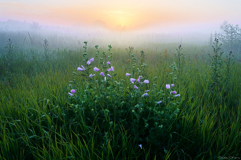 Morgentau / ***