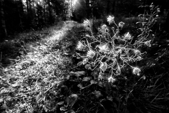 Leben rund um / ***