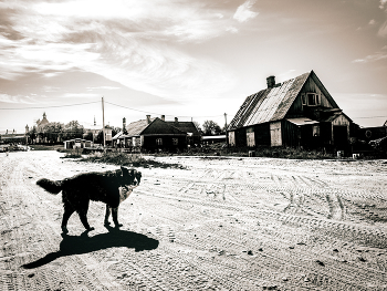 Hund / ***