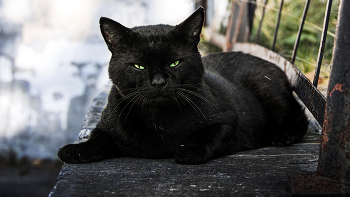Schwarz / ***