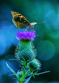 Thorn / ***
