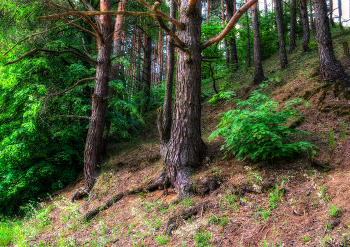 Wald Study / HDR