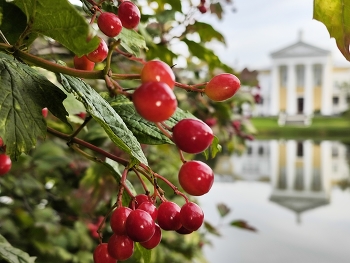 Berries / ***