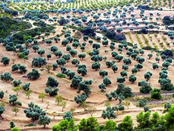 Calaceit - camp d'oliveres i ametllers - Matarranya - Terol / Calaceit - camp d'oliveres i ametllers - Matarranya - Terol