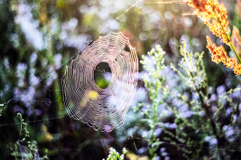 Sun Catcher / ***