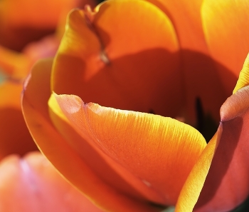 &nbsp; / Tulips farm