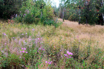 End of Summer / ***