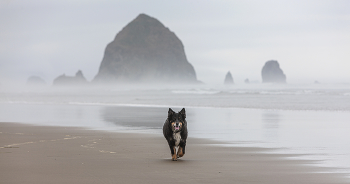 Hund am Strand / ***
