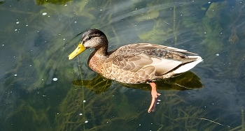 Ente / ***