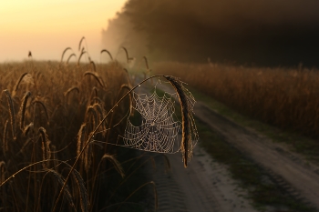 Kalter Morgen / ***