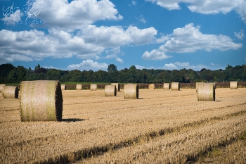 Erntezeit / Rundballen mit Stroh an einem schönen Spätsommertag