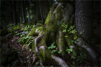 Im Wald / ***
