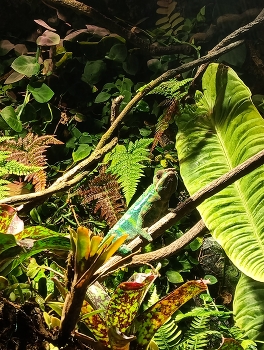 Chameleon / ***