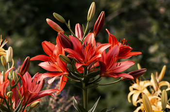 Lily. / ***