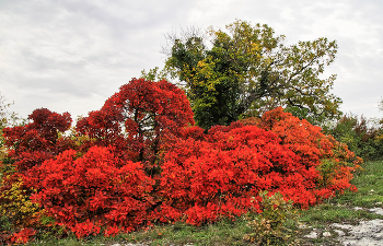 Bald Herbst ... / ***