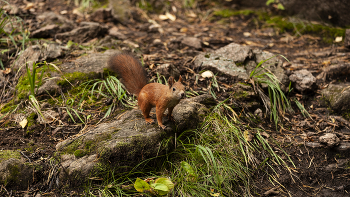 Eichhörnchen. / ***