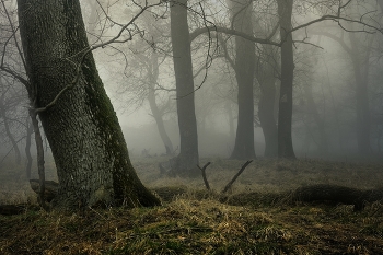 Nebliger Morgen / ***