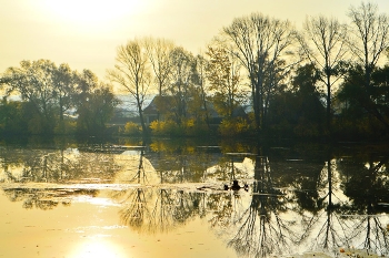 November / ***