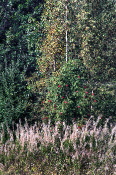 Leben rund um / ***