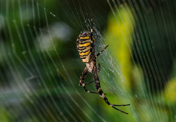 Spinne. / ***