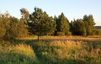 Violence of Summer / ***