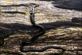 In der Welt der Tiere / ***