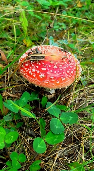 Fliegen-Blätterpilz / ***