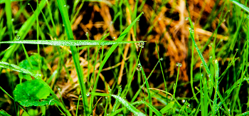 Rosinka / ***