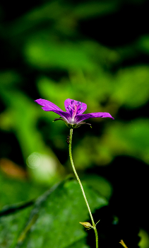 Spinne / ***