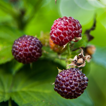 Berries / ***