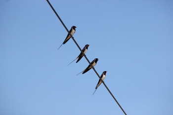 Quartett / ***