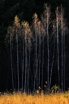 Birches / ***