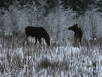 Winter-Geschichte / ***