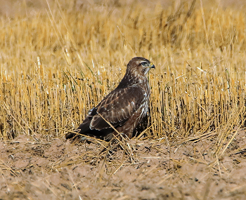 Bussard / ***