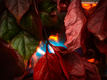 Herbst. / ***