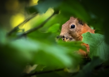 ausspioniert / ***