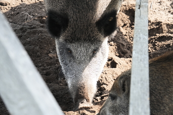 Blick / ***