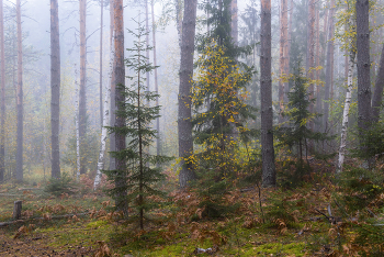 Nebliger Morgen / ***