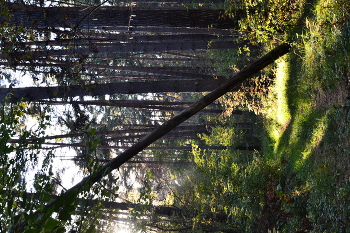 Herbstwald / ***