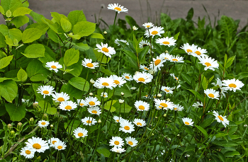 Es war Sommer ... / ***