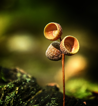 Wald Study / ***