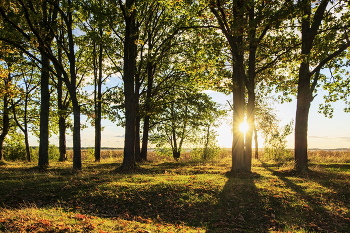 Autumn Sun / ***